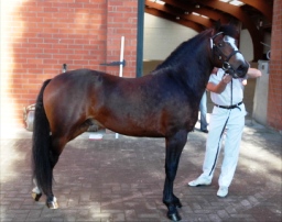 Nemo Castri bei Körung